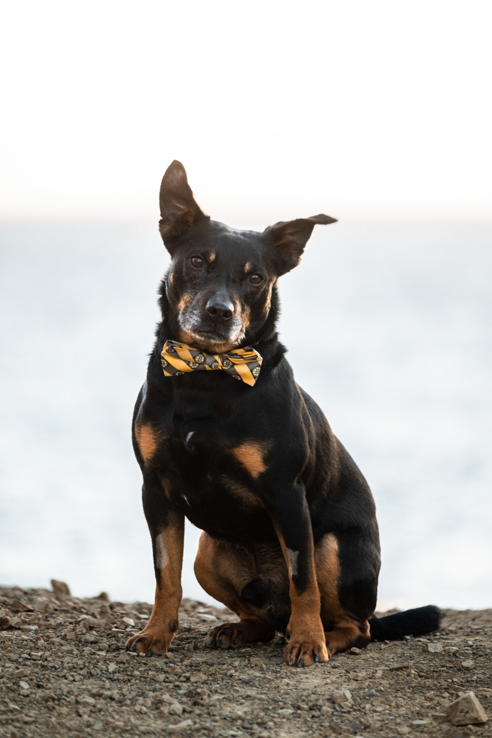 Pets photography
